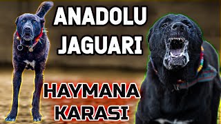 Yikim Ti̇mi̇ Haymana Karalari - Haymı Nuro Ve 70 Yıllık Haymana Karaları