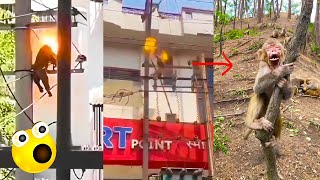Stupid Monkeys Climb On High Voltage Electricity, End Up Being Burned By The Electricity