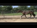 Space Age Iron - 2012 Gelding by Iron Age out of Rose Fever TB