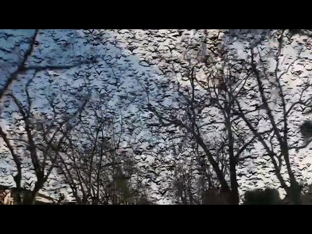 Video Projects