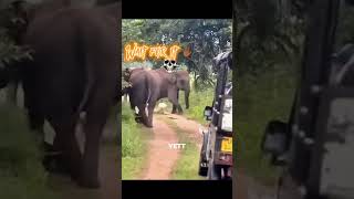 Man Vs Elephant