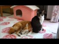 なかよくなりたい柴犬たちと猫　Good friend of Shiba Inu and cats