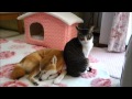 なかよくなりたい柴犬たちと猫　Good friend of Shiba Inu and cats