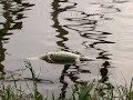 Lago Los Tacariguas