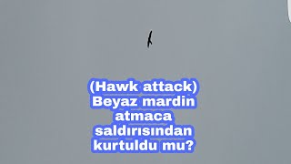 Hawk Attack Beyaz Mardin Atmaca Saldırısından Kurtuldu Mu?