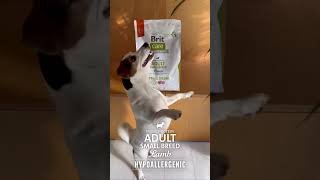 Buscas Lo Mejor Para Tu Perro? Descúbre Brit Care En Novapet