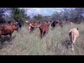 Veldmaster Cattle in High Density Grazing System