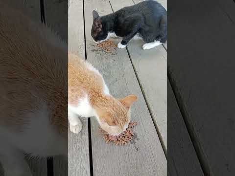 Kucing Hutan Merasa Terharu Banget Sampai Nangis 😭 Setiap Hari Di Jamin Makanan❓