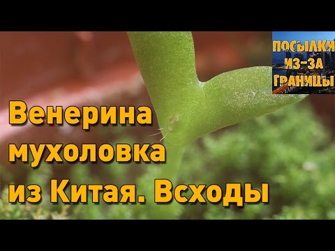 Венерина как сажать семена Венерина как сажать семена