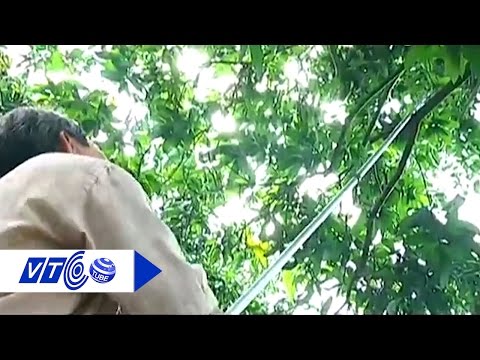 Vua kéo ‘miệt vườn’ | VTC