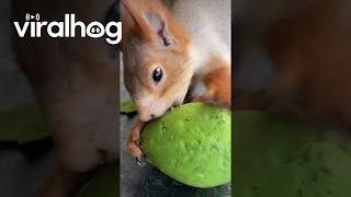 Squirrel Perfectly Peels Avocado || Viralhog