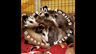 LouLou the Amazing Opossum Mother and Her 7 Babies