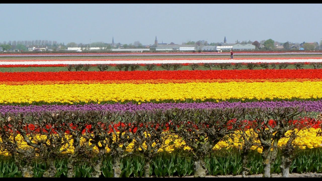 amsterdamse bloemen tulpen keukenhof holland quot tulpen uit amsterdam quot lisse 2013 amsterdamse bloemen tulpen keukenhof holland quot tulpen uit amsterdam quot lisse 2013
