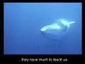 Peace in the Water - Visual Prayer for Whales and Dolphins Peace in the Water - Visual Prayer for Whales and Dolphins