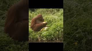 Orangutan Eats Corn.