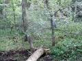 Three dogs treed last weekend in Aug. Video