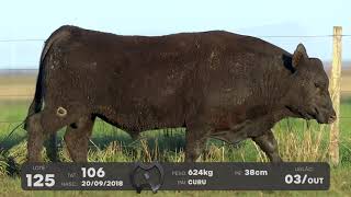 LOTE 125 - TOUROS ANGUS - LEILÃO SÃO BIBIANO 2021