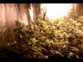 400 watt coco grow tent start of week 4 in flower