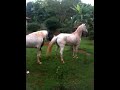 Cruzamento De Cavalo Cruzamento De Cavalo