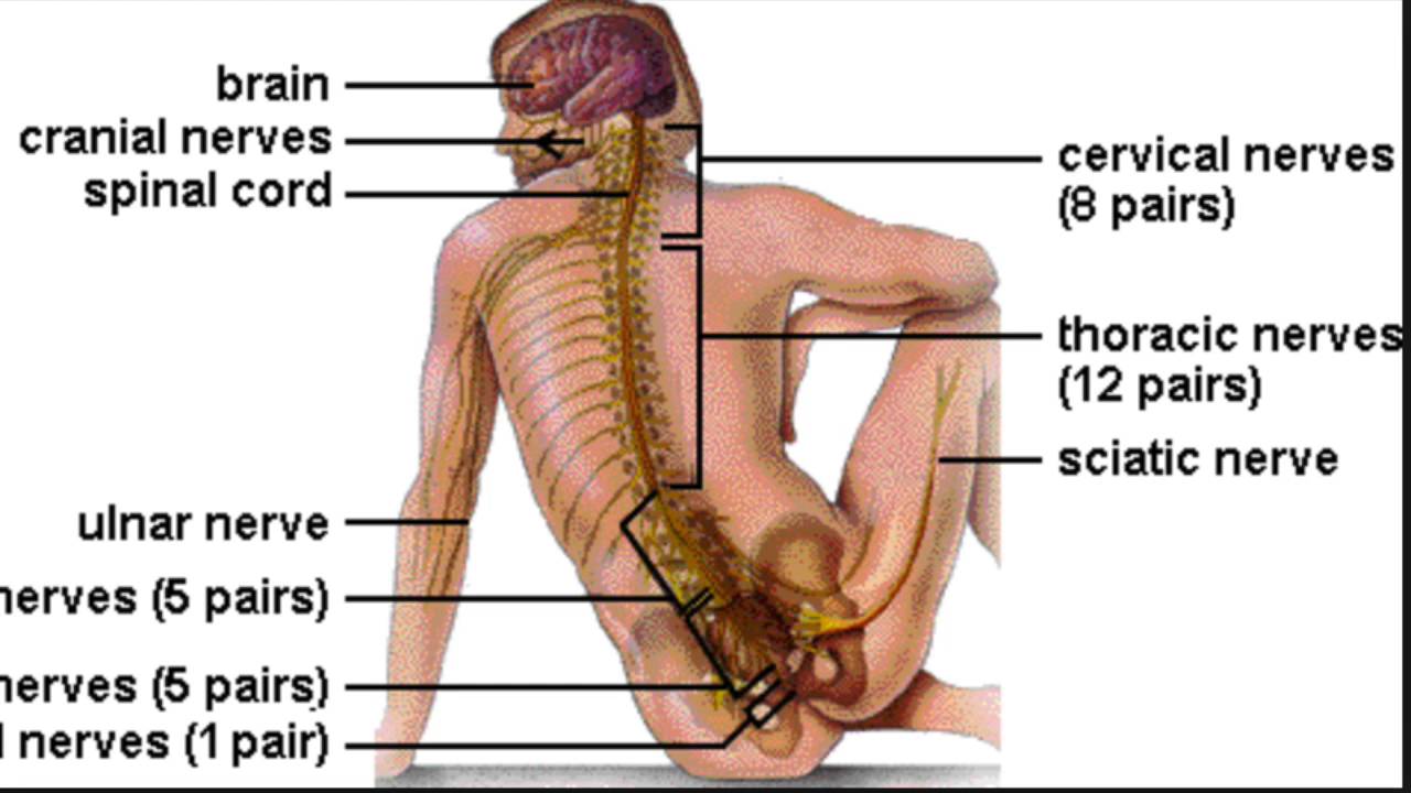 Herbs penetrate nerves spinal cord