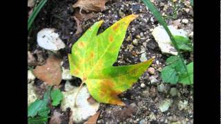 Watch Alberto Fortis Immagina video