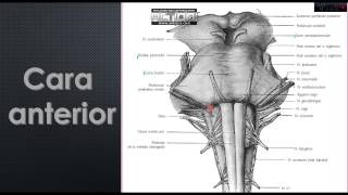Protuberancia Anular