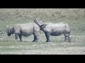 Mating Behavior of Indian Rhinos
