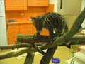 San Diego Zoo Clouded Leopard Cubs in the nursery
