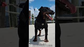 Relaxing With My Jagdterrier