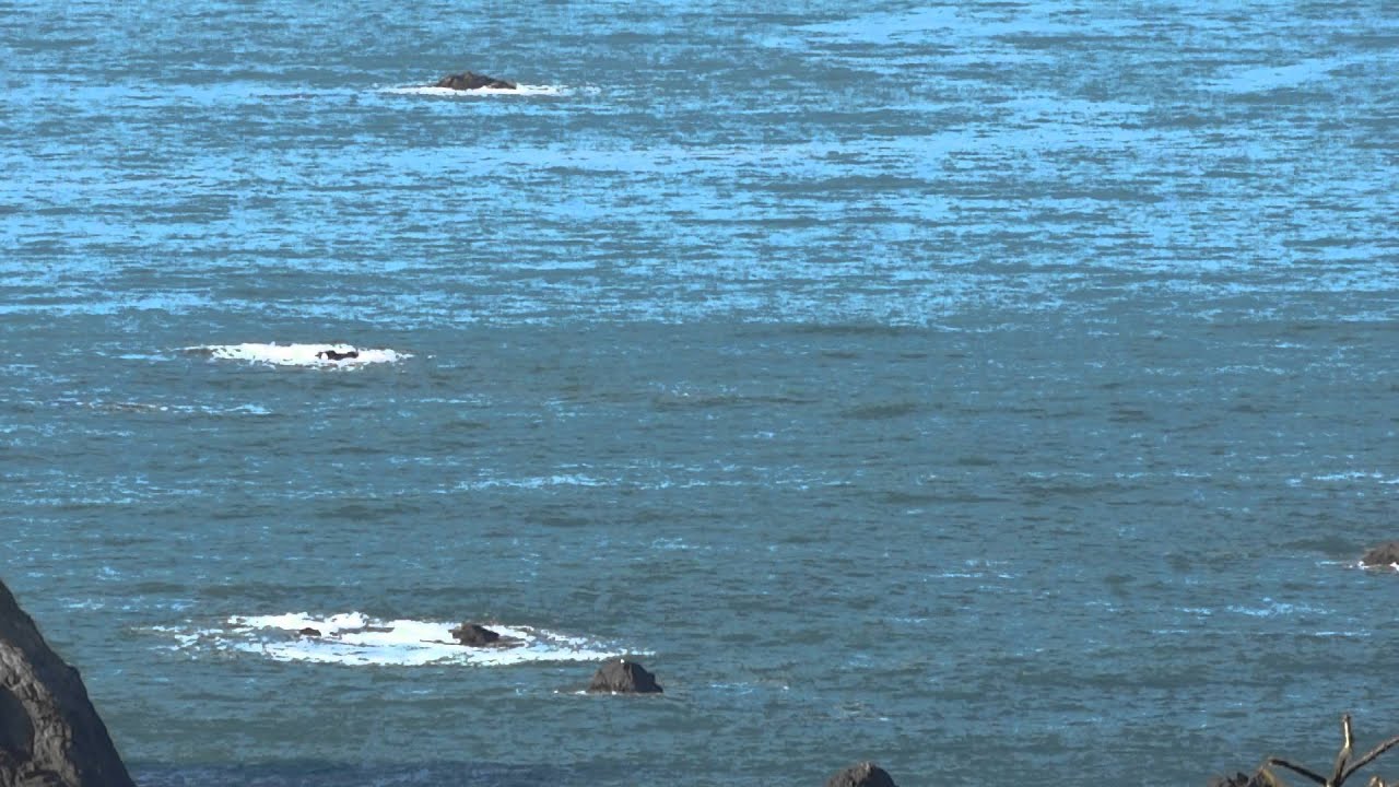 brookings oregon whale watching at cape ferrelo youtube brookings oregon whale watching at cape ferrelo youtube