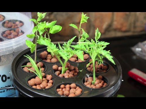 the way to develop hydroponic weed outside