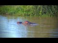 Hippos Mating