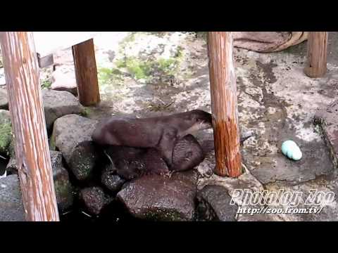 otter コツメカワウソのカップル：マウントするナナ@市川Zoo