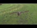 Eagle owl in flight high speed camera AMAZING slow motion camera