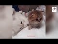 So many cute kittens videos compilation 2018