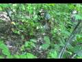 Wild Adventures With Steve: Reptile Research-Day 3 Part 2: Timber Rattlesnake Tracking