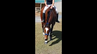 GOLDY RIDDEN OUT AND ABOUT BAREBACK HALTER & LEAD