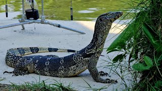 Forța Unui Arapaima De Peste 100Kg! Zi Cu Ghinion La Pescuit Aici În Thailanda