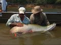 Video de Pescando pirarucu de aprox. 80kg...