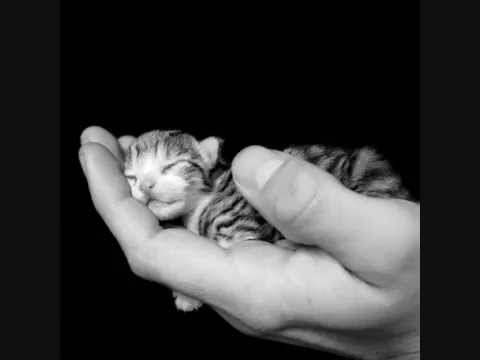 smallest cat in world. the smallest cat in the world.