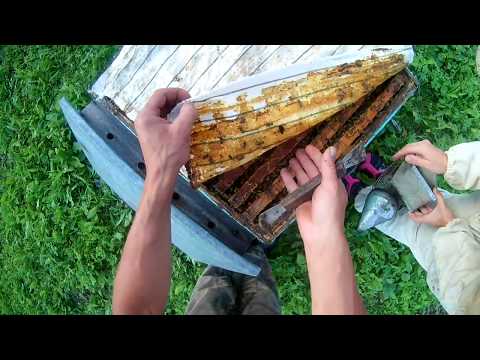 ловля пчеломатки ловля пчеломатки