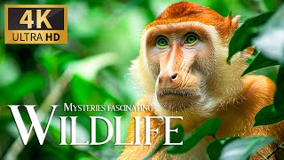 Mysteries Fascinating  Wild 4K 🦍 Discovery Relax Wonderful Animals Film With Relaxing Piano Music