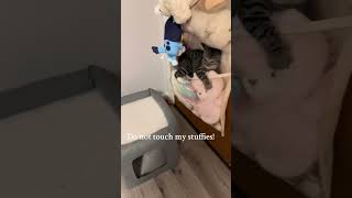 Milo Doesnt Like When You Try To Touch The Stuffies