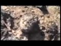 Видео Донецький клан 2