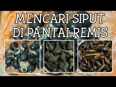 Mencari siput timba di pantai remis selangor | siput unam | siput kabung