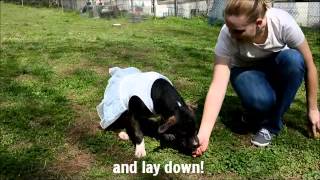 Meet Annie A Terrier American Pit Bull Currently Available For Adoption At Petango 3252015 1
