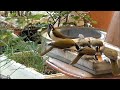 Rainbow Lorikeets vs Blue-faced Honey Eaters: Hilarious Feeding Time.