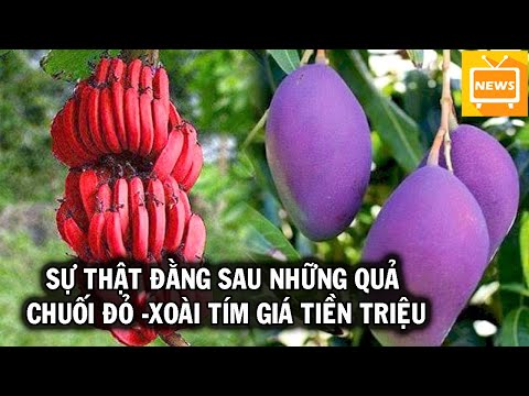 Xuất Hiện Chuối Đỏ - Xoài Tím Giá Tiền Triệu Nhưng Chuyên Gia Lại Chỉ Ra Điều Này - Tin Tức Mới