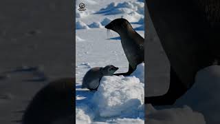 Penguin Meets Seal - Coldest Friendship Ever