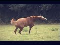 Horse imitating a Bee!